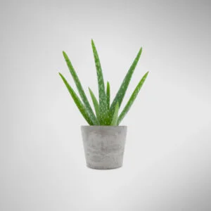 cement pot with aloe vera plant