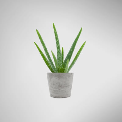 cement pot with aloe vera plant