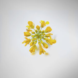 Rapeseed Flower